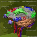 Atlas 3D du cerveau