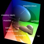 Classification des différents types de tissus du Visible Human par des ellipsoïdes dans l'espace colorimétrique RVB