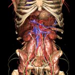 L'ablation d'une grande partie du tube digestif révèle des structures plus profondes de l'anatomie du corps.