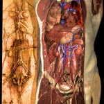 Système cardiovasculaire et organes internes du Visible Human d'après Léonard de Vinci