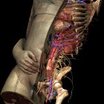 Modèle d'anatomie humaine à haute résolution, basé sur le Visible Human